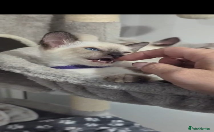 Siamese cats - Advert 13