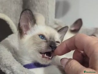 Siamese cats - Advert 1