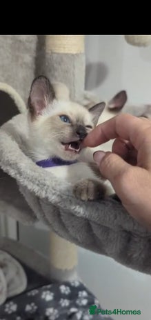 Siamese cats - Advert 2