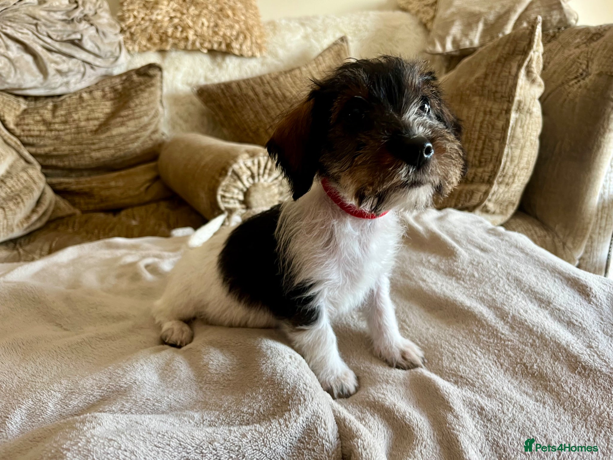 Jackshund dogs Bundles of cuteness! - Advert 2