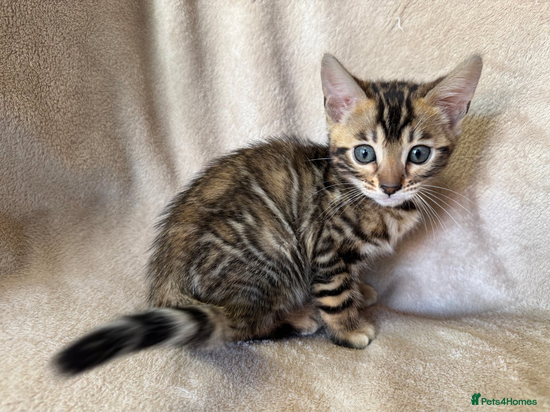 Bengal cats for sale: TICA Registered Females Bengal Kittens in Newark - Image 4
