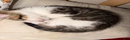 Mixed Breed cats for sale: Beautiful Kitten Looking for a Calm Home in Porth - Advert 5