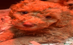 Schnoodle dogs for sale: Beautiful Schnoodle puppys - Image 1