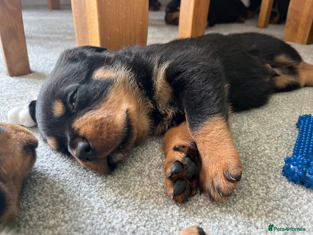 Rottweiler dogs for sale: STUNNING  in Potters Bar - Image 10