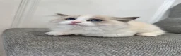 Ragdoll cats for sale: Chunky fluffy babies Available. - Advert 11
