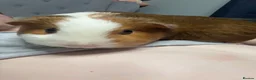 Guinea Pig rodents for sale: Guinea pigs sadly for rehoming  in Lincoln - Advert 3