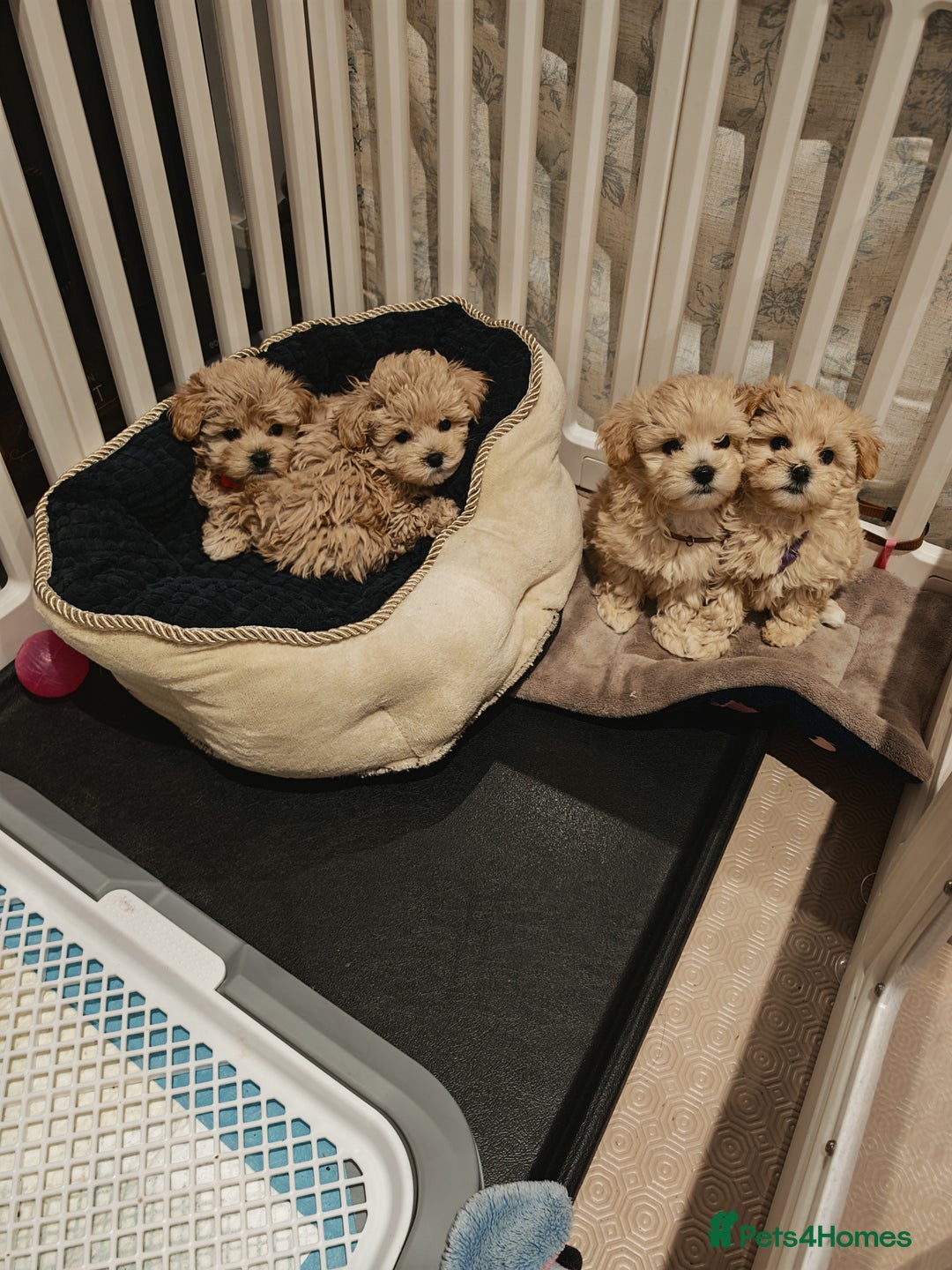 Maltipoo dogs for sale: Maltipoo F1 Toy Size, KC Parents, DNA Tested Clear - Image 2
