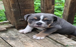 Old Tyme Bulldog dogs for sale: New England Bull dog - Image 1