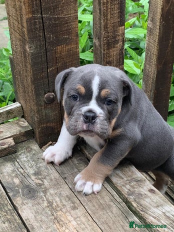 Old Tyme Bulldog dogs - Advert 3