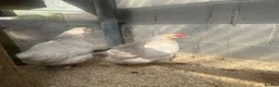 Chickens poultry for sale: 3x Hybrid Point of Lay hens - Advert 3