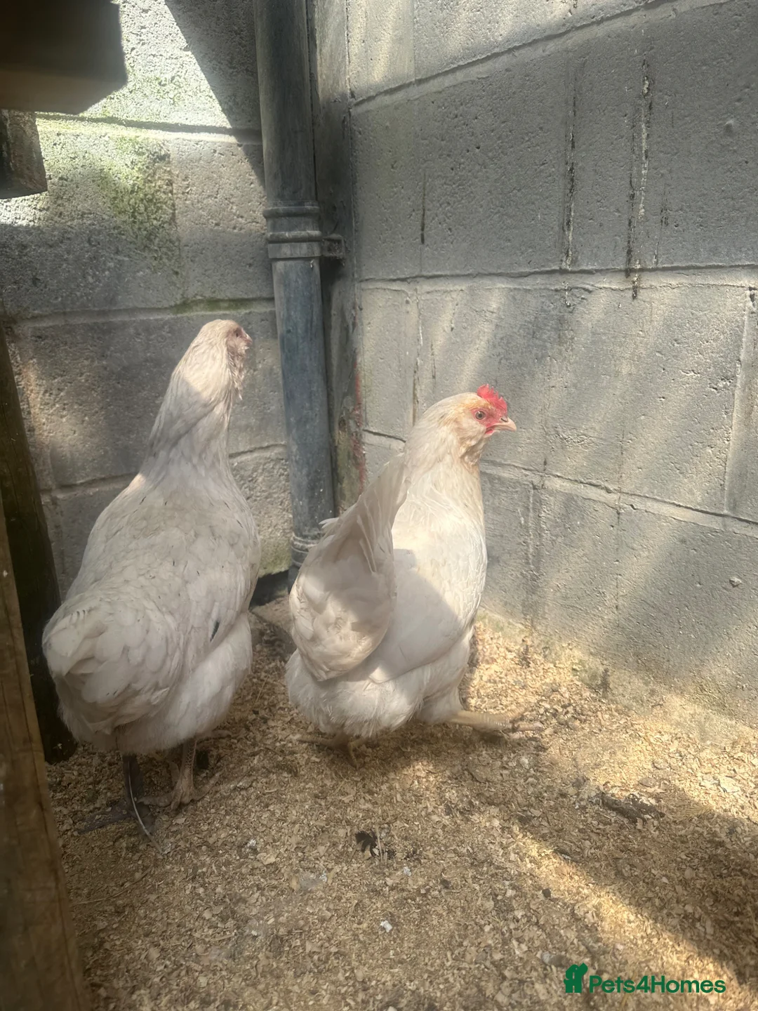Chickens poultry for sale: 3x Hybrid Point of Lay hens - Advert 3