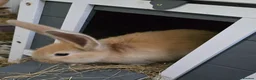 Continental Giant rabbits for sale: German Giants  - Advert 5