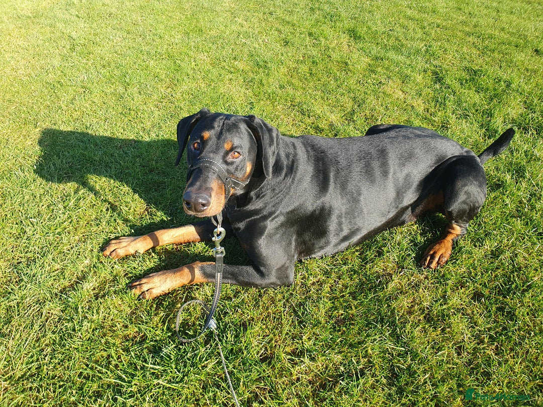 Dobermann dogs for sale: Loveable Friendly Duke - Image 2