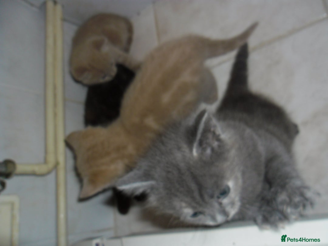 Mixed Breed cats for sale: 8 BEUTIFUL KITTENS FOR SALE - Image 10