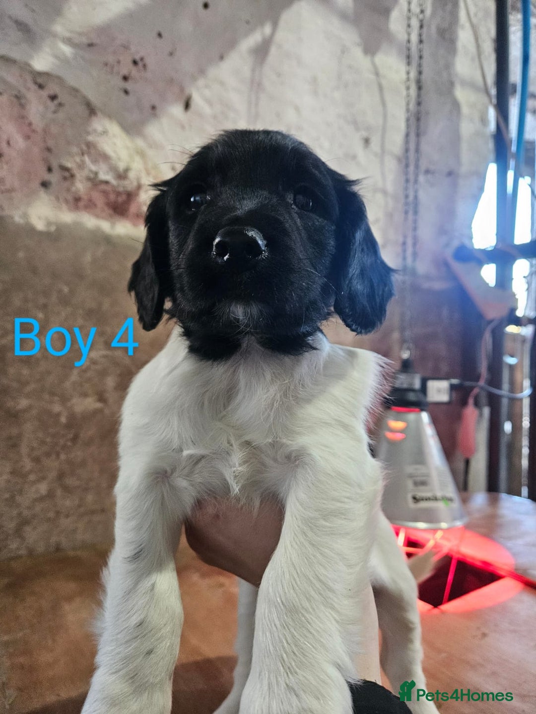 English Springer Spaniel dogs for sale: KC Registered Springer Spaniel Puppies  - Advert 20