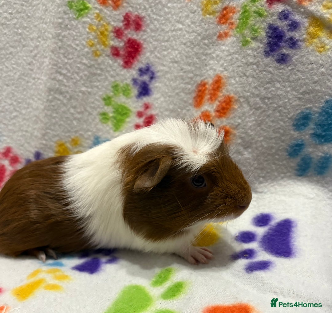 Guinea Pig rodents for sale: Guinea pigs for sale  - Image 8