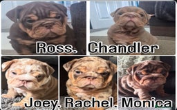 English Bulldog dogs for sale: English bulldog puppies - Image 1