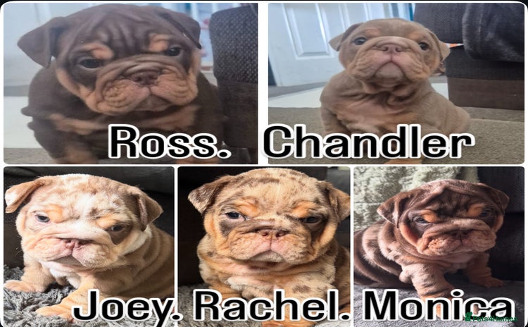 English Bulldog dogs - Advert 1