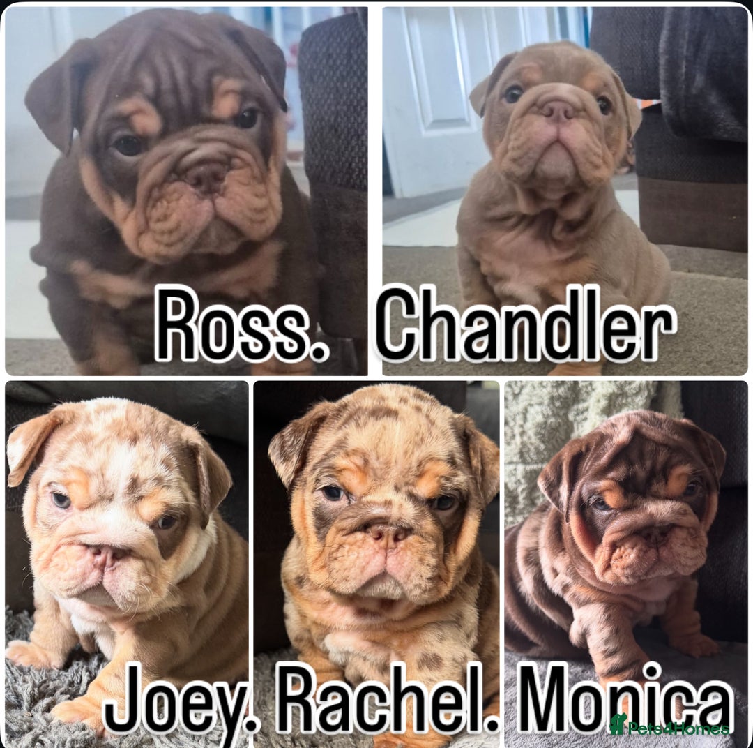 English Bulldog dogs for sale: English bulldog puppies - Image 1