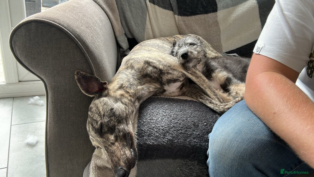 Mixed Breed dogs for sale: Bedlington x Whippet - Advert 11