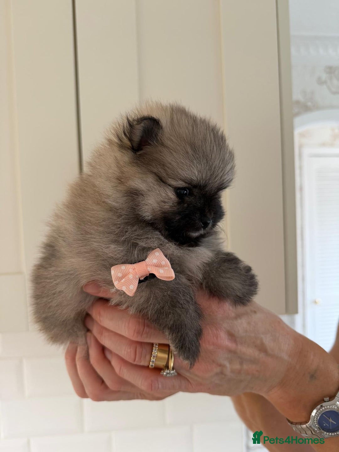 Pomeranian dogs for sale: 4 beautiful Pomeranians available for reservation - Advert 7