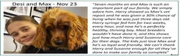 Cocker Spaniel dogs for sale: Stunning Show Cockers - Crufts Champion Pedigree in Stoke-on-Trent - Advert 15