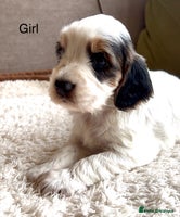 Cockapoo dogs F1B cockapoo puppies - Advert 11