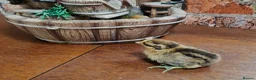 Chickens poultry for sale: Newborn baby chicks for sale in London  - Advert 5