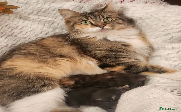 Maine Coon cats New litter Maine coon Kittens 100% Pedigree - Advert 4