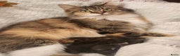 Maine Coon cats for sale:  Ready Now! Maine coon Kittens  - Advert 7