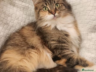 Maine Coon cats New litter Maine coon Kittens 100% Pedigree - Advert 4