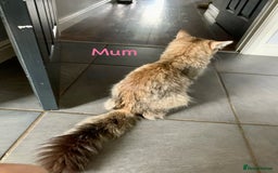 Siberian cats for sale: Siberian girl kittens ready for new home now - Image 31