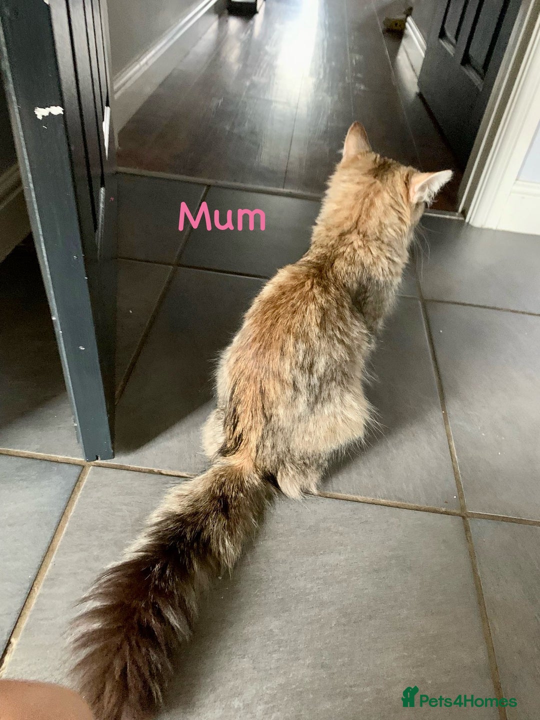 Siberian cats for sale: Siberian girl kittens ready for new home now - Image 31