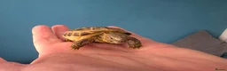 Tortoise reptiles for sale: Baby horsefield tortoise with full set up - Advert 5
