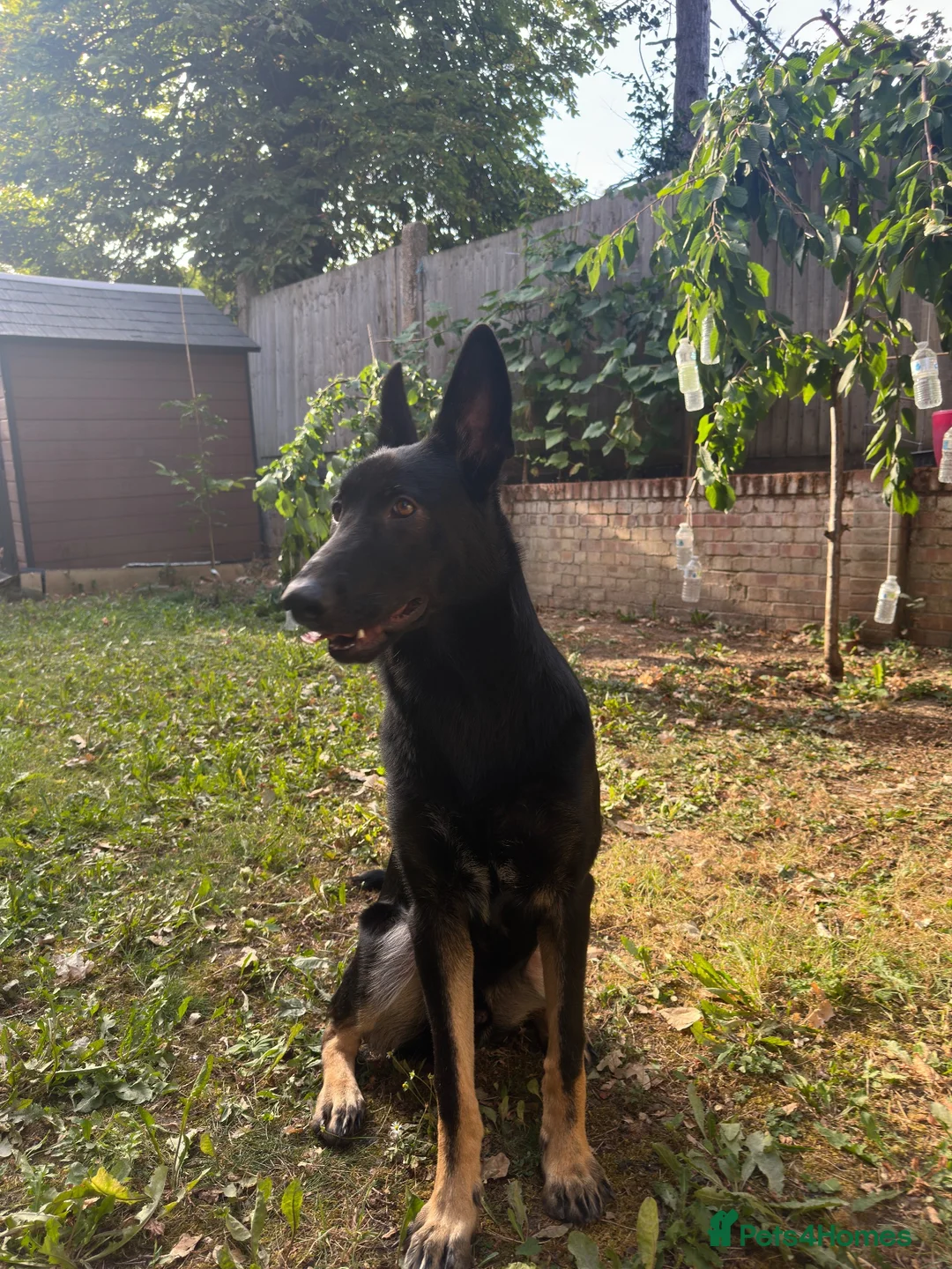 Mixed Breed dogs for sale: German Shepherd x Doberman Male – 9 Months Old - Advert 2