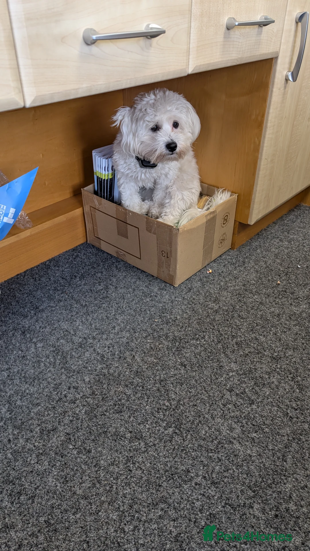 Mixed Breed dogs for sale: Flora  - Advert 2