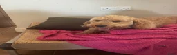Mini Goldendoodle dogs for sale: Bobby – Beautiful Goldendoodle Healthy Boy - Advert 5
