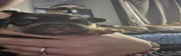 French Bulldog dogs for sale: French bulldogs  in Blackpool - Advert 8
