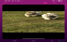 Chow Chow dogs for sale: Outstanding 3 beautiful chow pups - Image 2