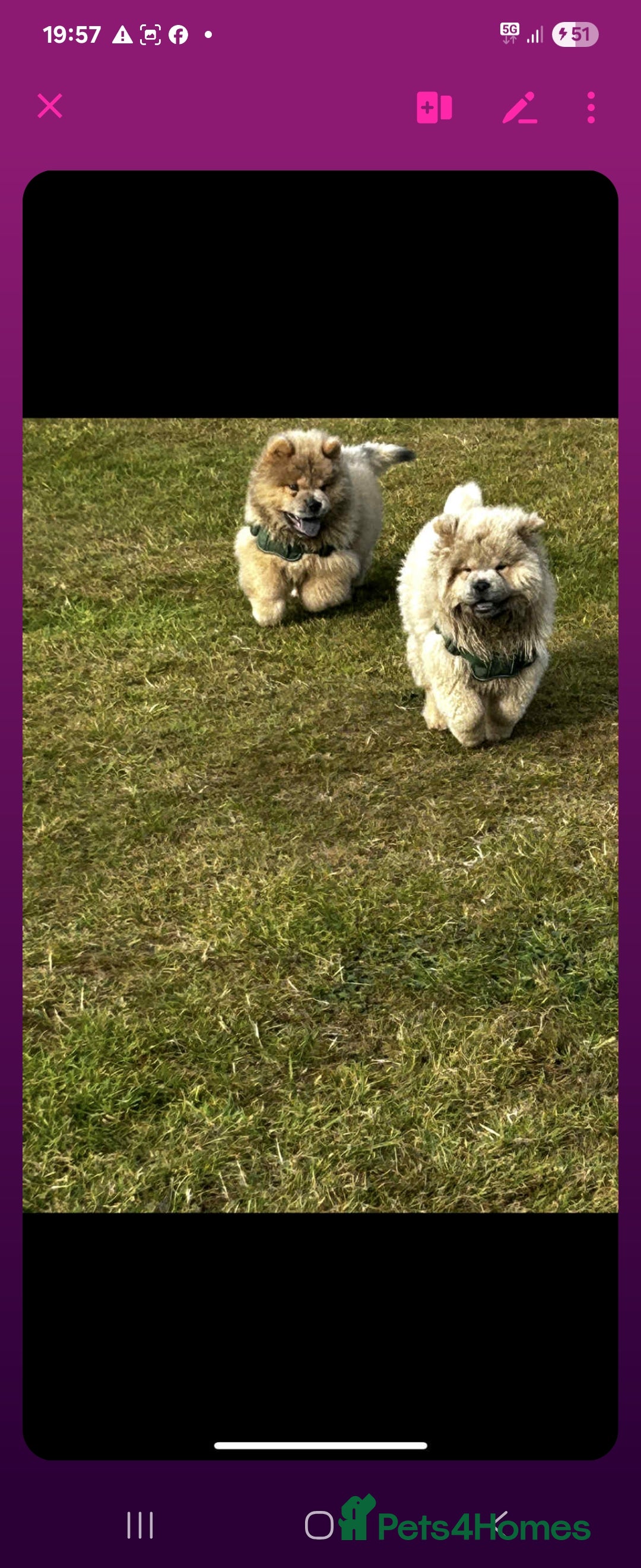 Chow Chow dogs for sale: Outstanding 3 beautiful chow pups - Image 2