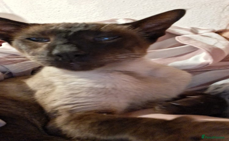 Siamese cats - Advert 1