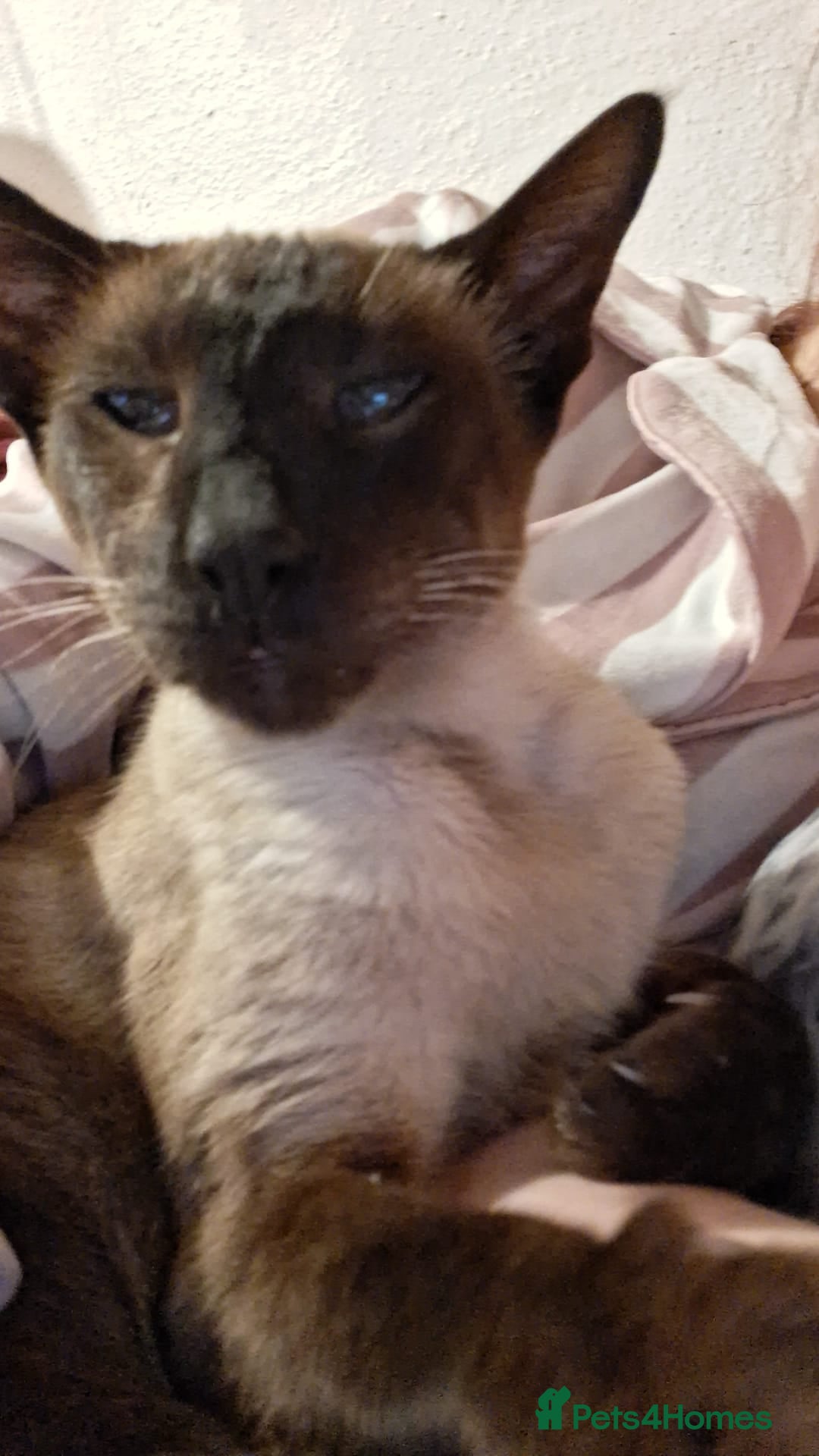 Siamese cats for sale: Siamese cat for sale  - Image 1