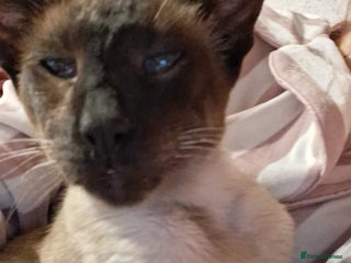 Siamese cats - Advert 9