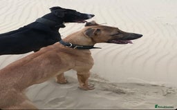 Lurcher dogs for sale: Working Lurcher  - Advert 6