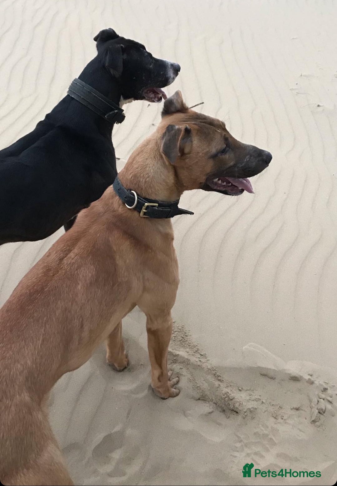 Lurcher dogs for sale: Working Lurcher  - Advert 6