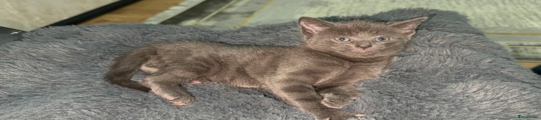 British Shorthair Kitten 1