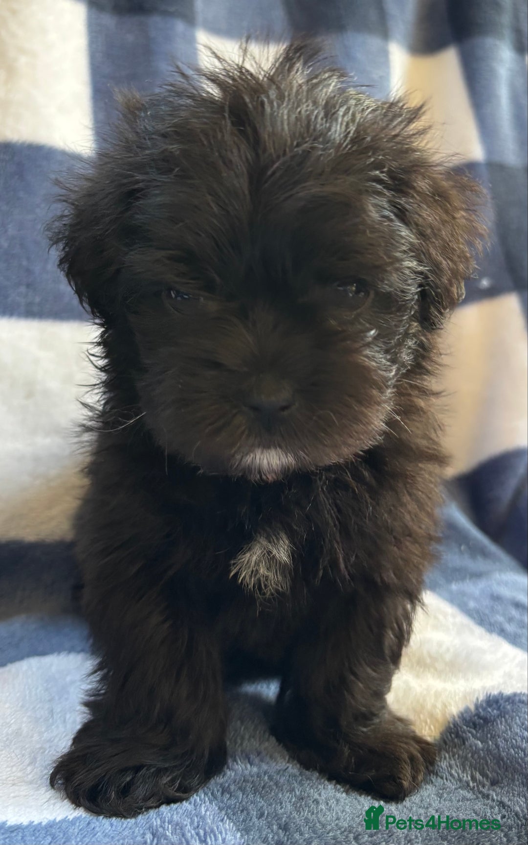 Maltipoo dogs for sale: Stunning Maltipoo Puppies ⭐️ DNA Tested ⭐️ - Image 15