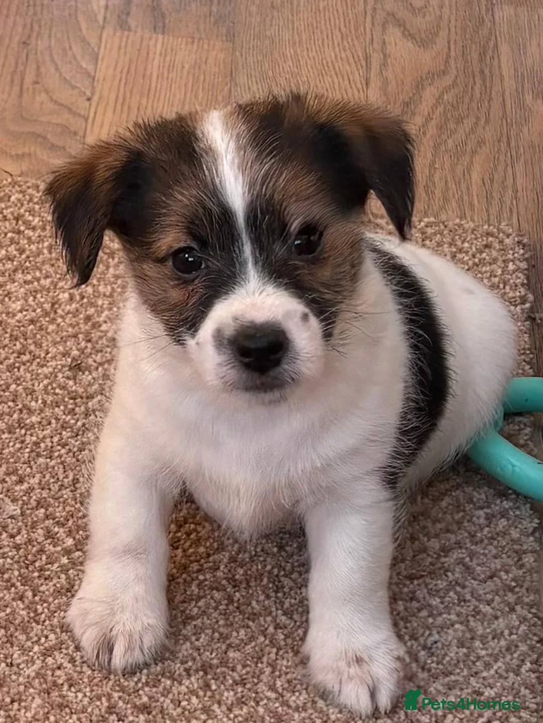 Jack Russell dogs for sale: Traditional short-legged Jack Russell puppy’s!  - Advert 18