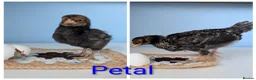 Chickens poultry for sale: 4 Gorgeous cockerels Blue White Olive egg genes in Christchurch - Advert 4