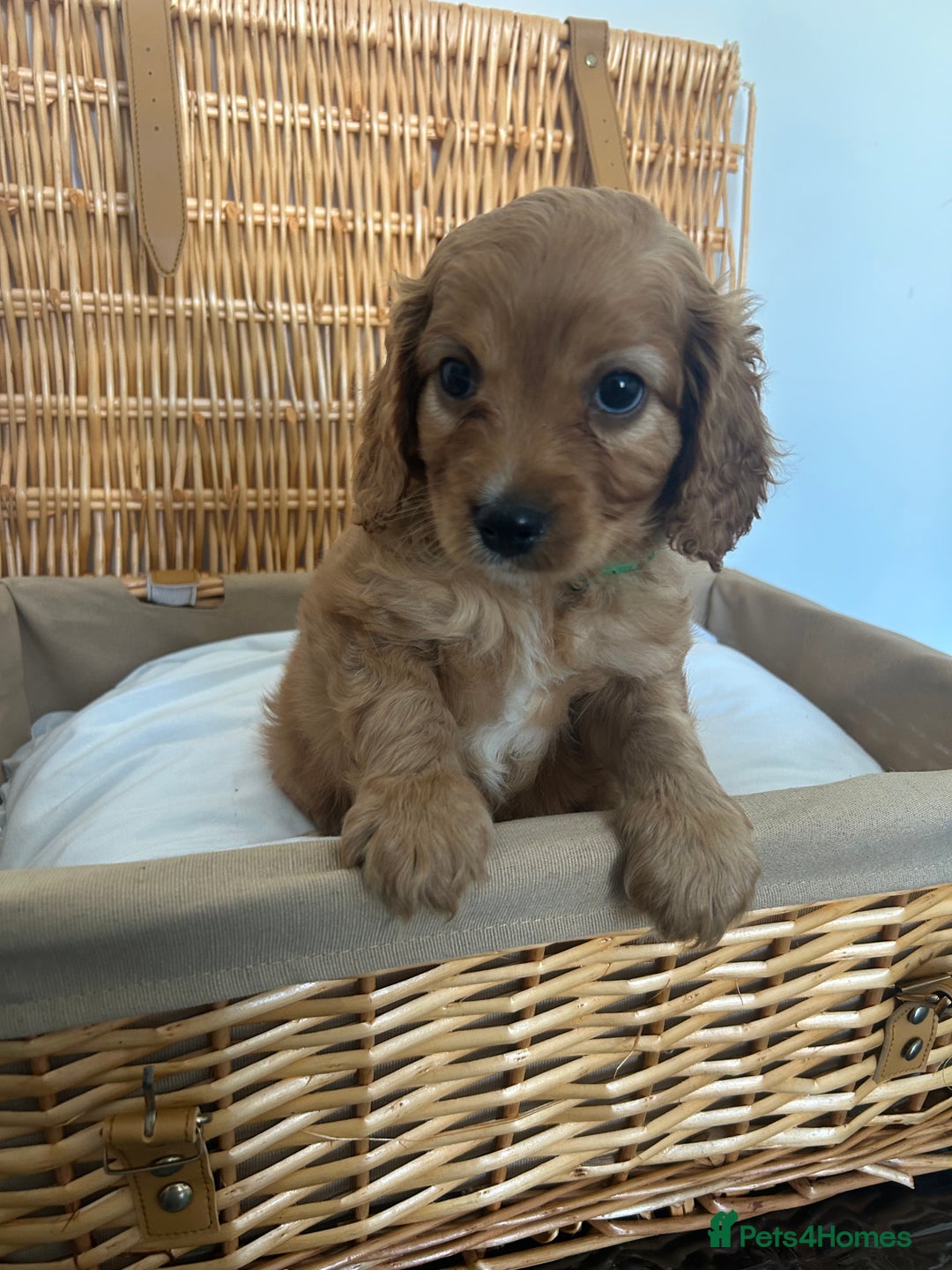 Cavapoo dogs for sale: Stunning, F1 Cavapoo fully health tested parents  - Image 27